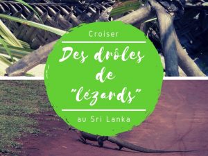 Drôles de lézards du Sri Lanka