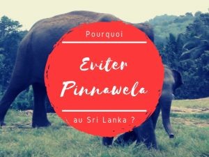 Elephants Pinnawela à eviter