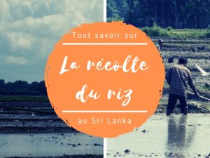 Récolte du riz au Sri Lanka