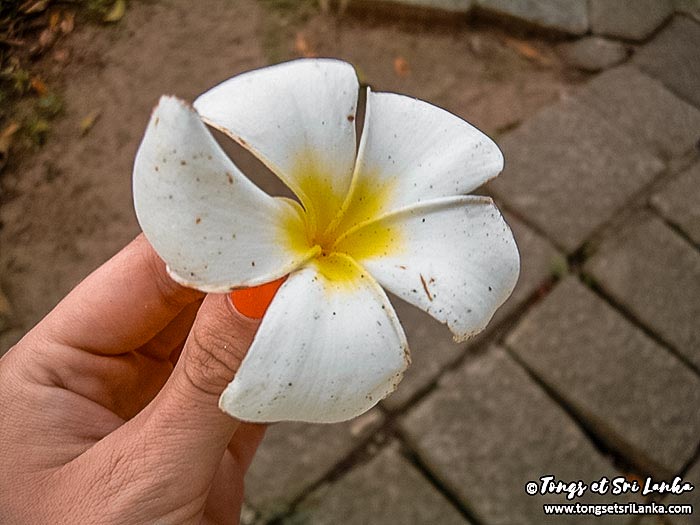 fleur frangipanier
