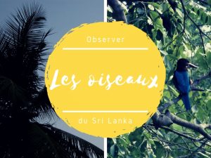 Les oiseaux au Sri Lanka