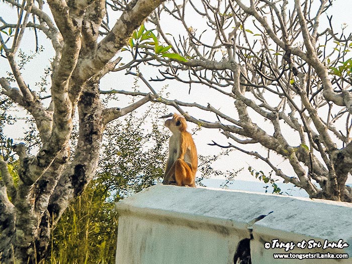 singe au sri lanka