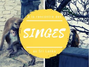 Singes au Sri Lanka