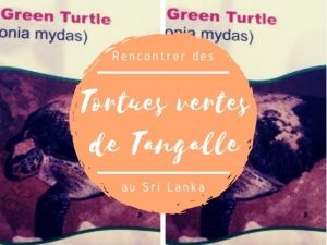 Les tortues vertes de Tangalle au Sri Lanka