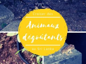 Animaux dégoutants au Sri Lanka
