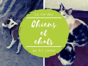 Chiens et chats au Sri Lanka