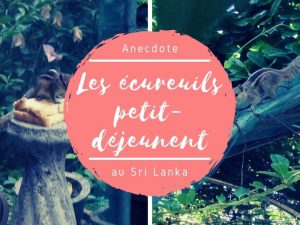Les écureuils au Sri Lanka