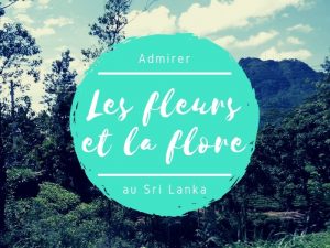 Fleurs et flore au Sri Lanka