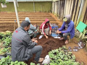 ferme de fraises au sri lanka