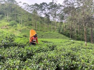 cueilleuse de thé à Nuwara Eliya