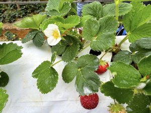 ferme de fraises au sri lanka