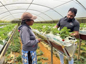 ferme de fraises au sri lanka visite guidée