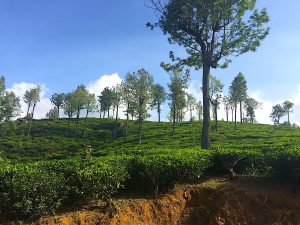 région de nuwara eliya