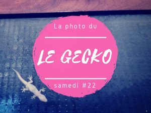 Photo du samedi gecko au Sri Lanka