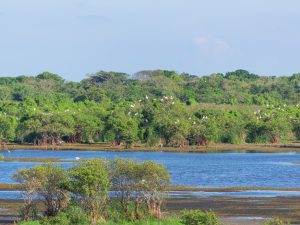 safari de kumana