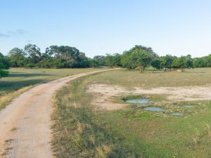 safari de kumana