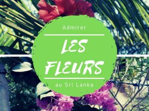 Flower Power au Sri Lanka