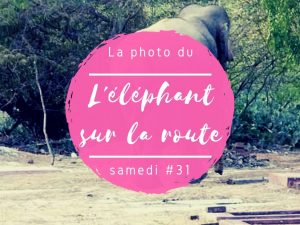 La photo du samedi l'éléphant sur la route au Sri Lanka