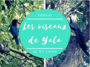 Parc national de Yala au Sri Lanka