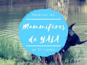 Parc national de Yala mammifères au Sri Lanka
