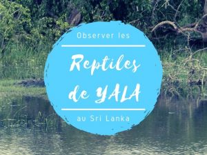 Parc national de Yala reptiles au Sri Lanka
