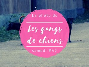 Photo du samedi gang des chiens au Sri Lanka