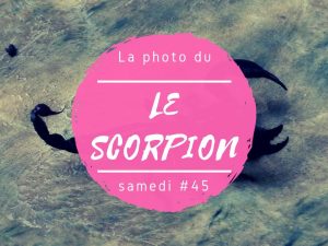 Photo du samedi scorpion au Sri Lanka