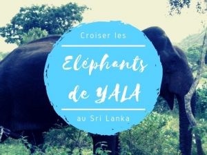 Parc national de Yala éléphants au Sri Lanka