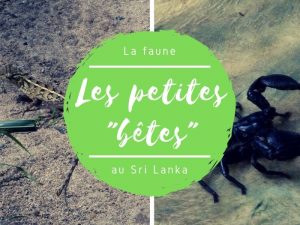 Les petites bêtes au Sri Lanka