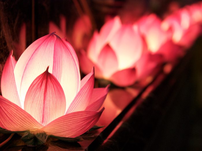 lumières de la fête des lumières en asie fleurs de lotus