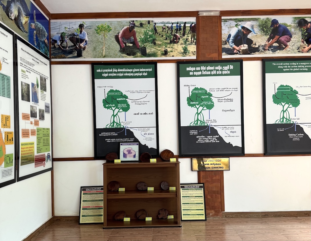 mangrove museum chilaw
