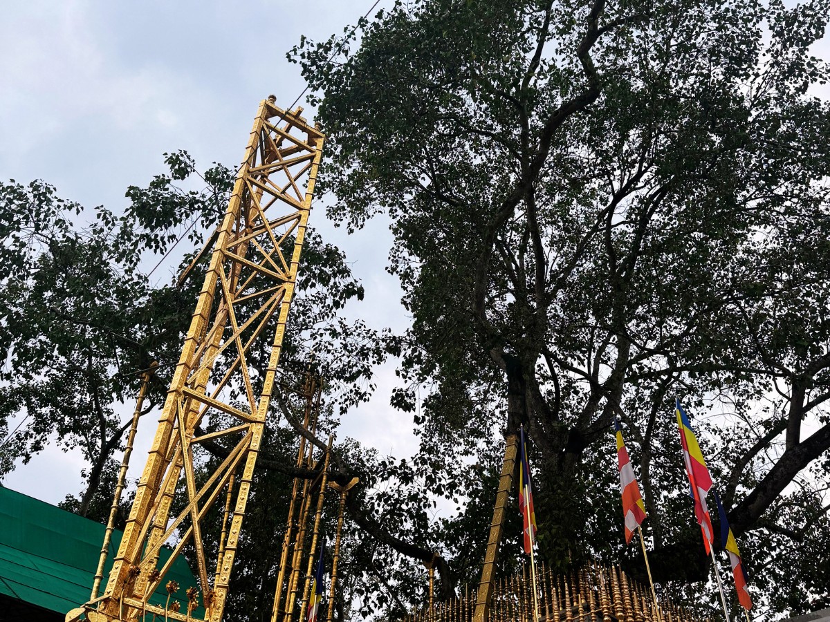 temple arbre bodhi sri lanka
