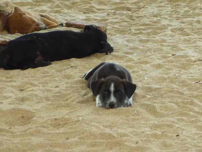 puppy in sri lanka puppy in sri lanka