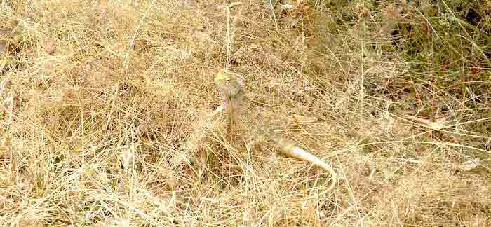 uda-walawe-cameleon uda-walawe-cameleon