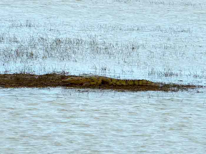 uda-walawe-crocodile uda-walawe-crocodile