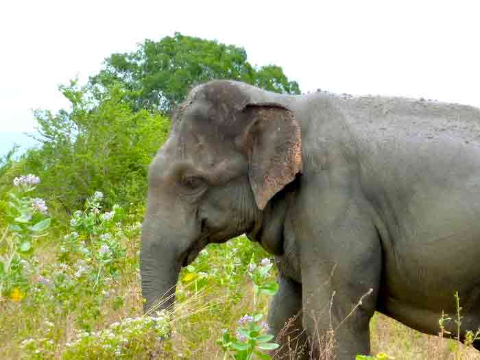 uda-walawe-elephant-gros-plan uda-walawe-elephant-gros-plan