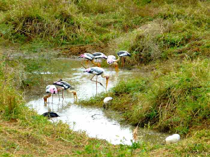 uda-walawe-oiseaux-roses uda-walawe-oiseaux-roses