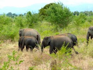 uda-walawe-troupeau-elephants
