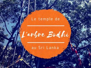 L'arbre Bodhi à Anuradhapura au Sri Lanka