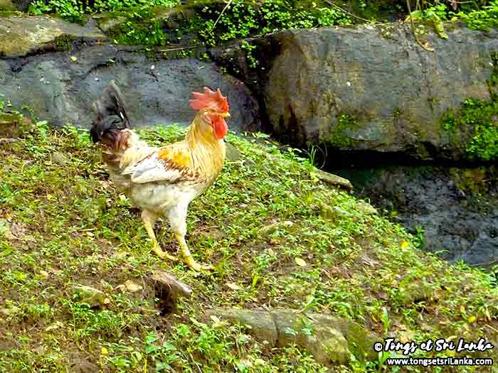 Coq au Sri Lanka au niveau d'Aluvihara