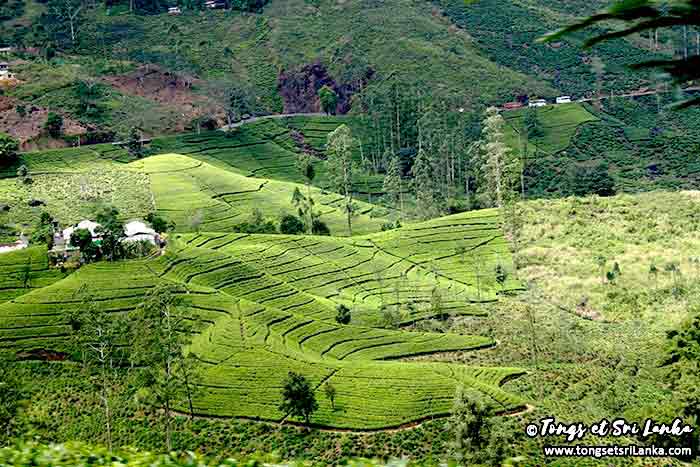 plantations de thé au sri lanka - tongs et sri lanka plantations de thé au sri lanka - tongs et sri lanka