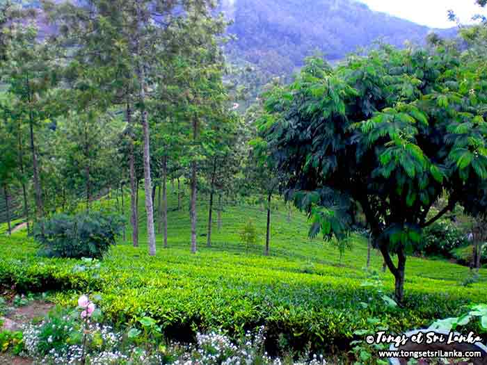 région du thé dans les montagnes - plantations de thé au sri lanka - tongs et sri lanka région du thé dans les montagnes - plantations de thé au sri lanka - tongs et sri lanka