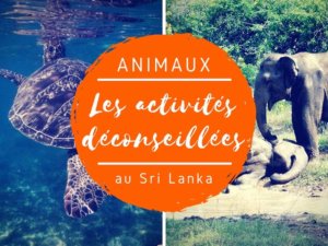 activités touristiques déconseillées au Sri lanka avec des animaux