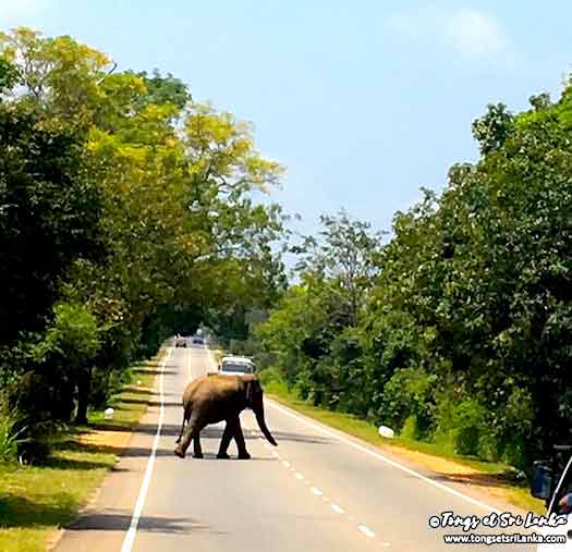 éléphant sauvage qui traverse la route au sri lanka