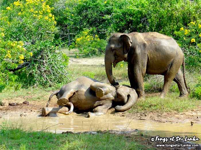 éléphants en liberté au sri lanka