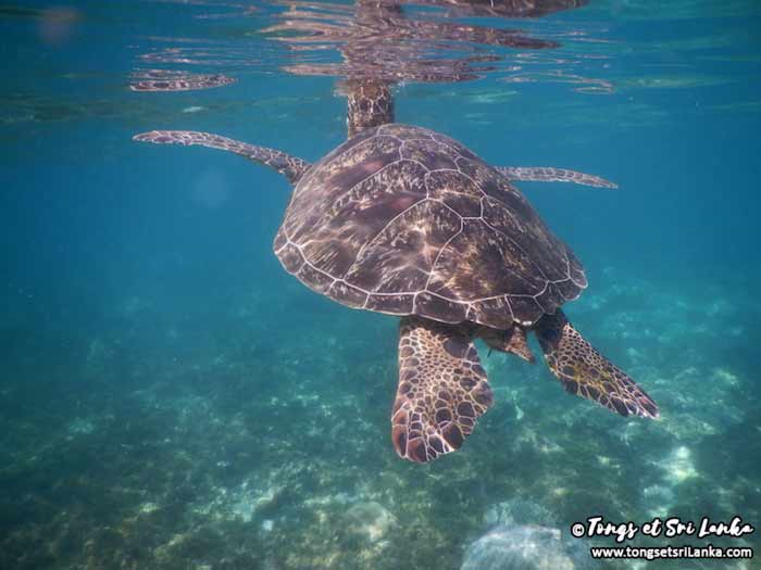 tortue au sri lanka