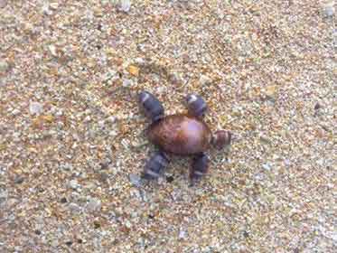 tortue en coquillage faite par amour au Sri Lanka