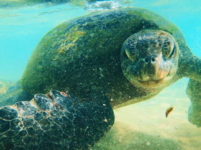 voyage-sri-lanka-tortue-de-mer-hikkaduwa-plage