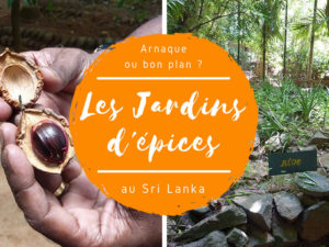 jardin d'épices au Sri Lanka