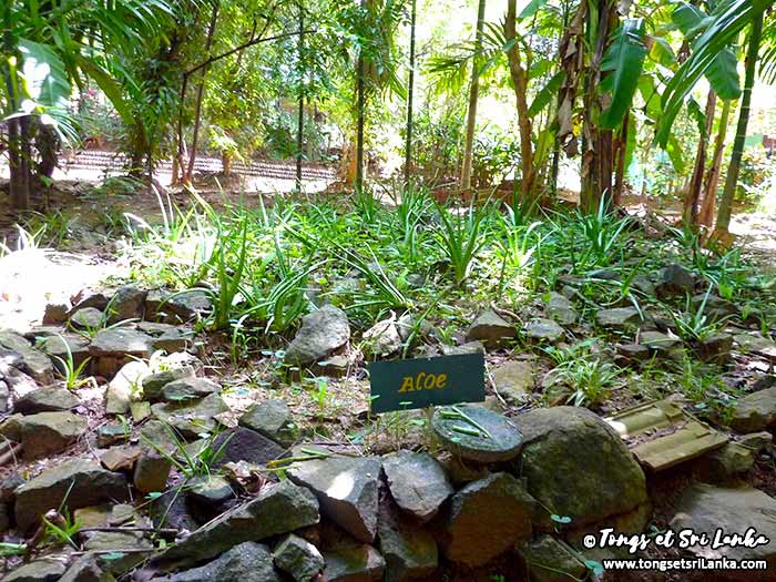 aloe verra dans un jardin d'épices au Sri Lanka